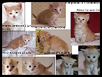 Comparaison 4semaines